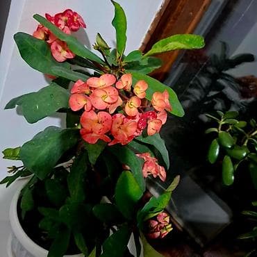 цветок герань: Эуфорбия Милла (Euphorbia milii, «Корона Христа») — компактный — 1