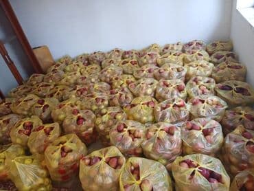 куплю малину оптом: Яблоки Оптом — 2