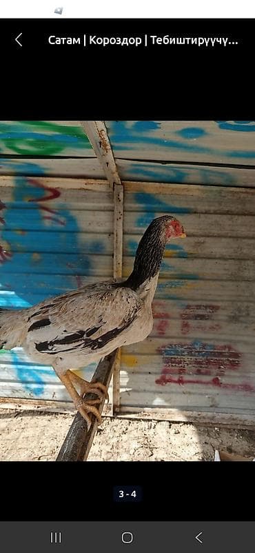 куриные ноги: Продаю | Куры | Дакан | Для боев — 2