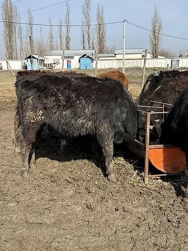 сибирская дымчатая кошка: Продаю | Музоо, торпок | На откорм — 10