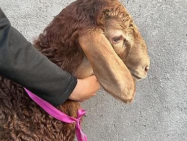 кукуруза ала тоо: Продаю | Ягненок | Арашан | Для разведения | Племенные — 2