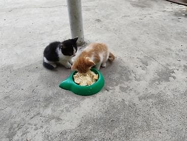 рыба маринка: Отдам котят в добрые и заботливые руки. Котята кушают все, приучены к — 1