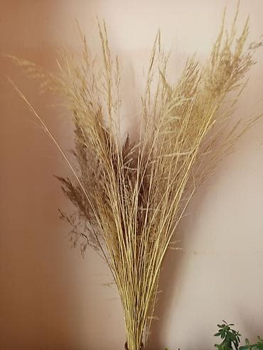 фикус керли: Комнатные растения в горшках Предлагаются комнатные растения на — 3