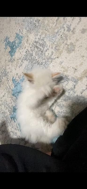 канадский сфинкс цена: 2 месяца, Девочка, Белый, Приучена к лотку — 6