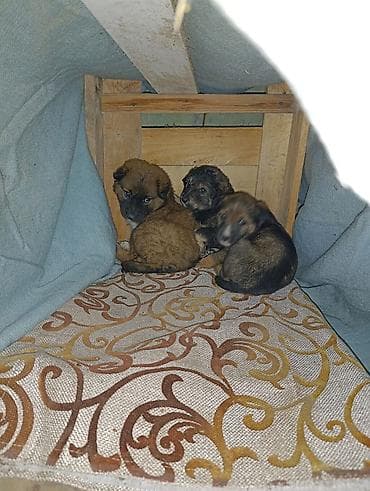 продаю щенят: Щенки дворовой породы Спасли в речке! Пожалуйста помогите с питанием — 3