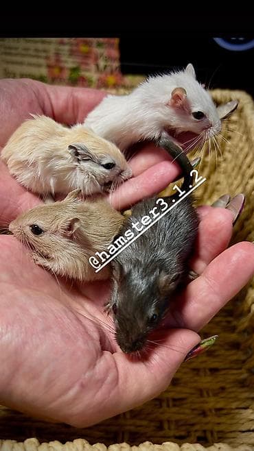 барханный кот: Ручные песчанки монгольские. Красивые окрасы, есть девочки и мальчики — 4