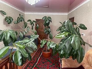 абой сатылат: Продаю большой домашний цветок фикус — 1