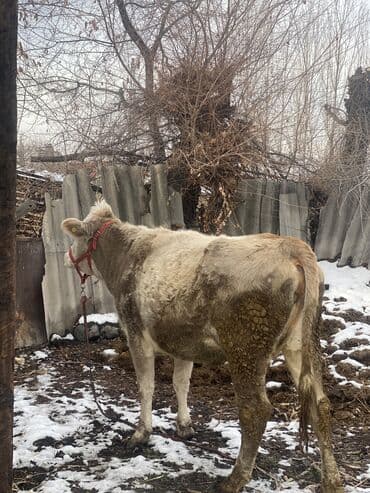 тай самка: Продаю | Корова (самка), Бык (самец), Тёлка | Полукровка, Алатауская, Швицкая | Для молока | Осеменитель, Стельные, Искусственник — 5