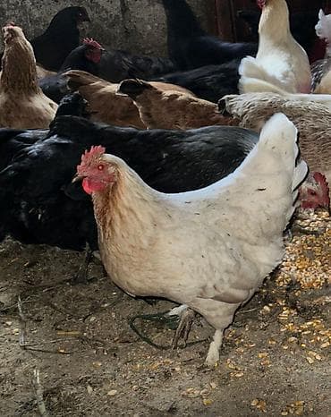 бодоно клетка: Домашние куры и петухи — 3