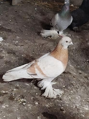 токмок кошка: Голубь 1000 сом — 1