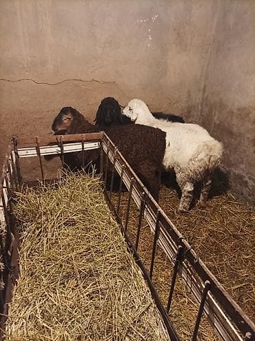 собака авчарка: Продаю | Овца (самка) | Гиссарская, Арашан, Романовская | Для разведения | Племенные — 2