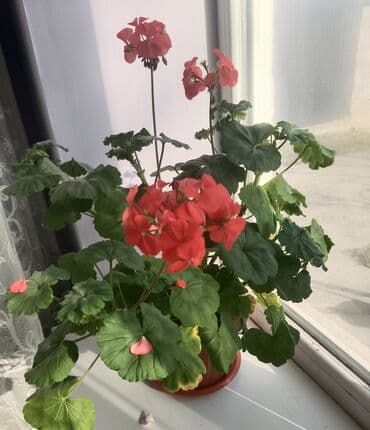 купить саженцы малины в бишкеке: Продаю комнатные цветы Цена разная от величины цветка — 6