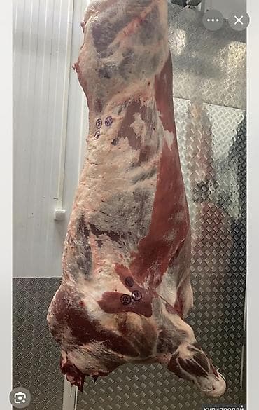 Инструменттер: Говяжьи полутуши/четвертины - Категория: говядина на кости, туши в — 2