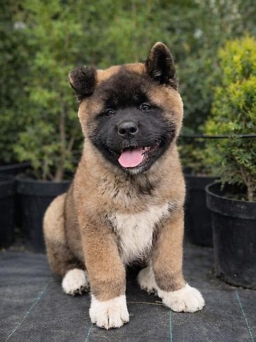 австралийский терьер: 2 месяца, Самец, С прививкой, С родословной — 4