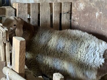 куплю собаку недорого: Продаю | Баран (самец) | Арашан, Полукровка | Для разведения, Для шерсти, На забой — 3