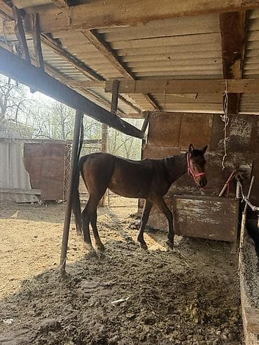 купить сову: Продаю | Кобыла (самка) | Конный спорт — 3