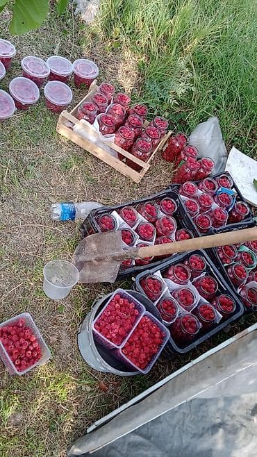 пошив верхней одежды: Саженцы малины. Малинанын көчөтү. Сорт местный. Бешинчи жылы. Өзүңөр — 3