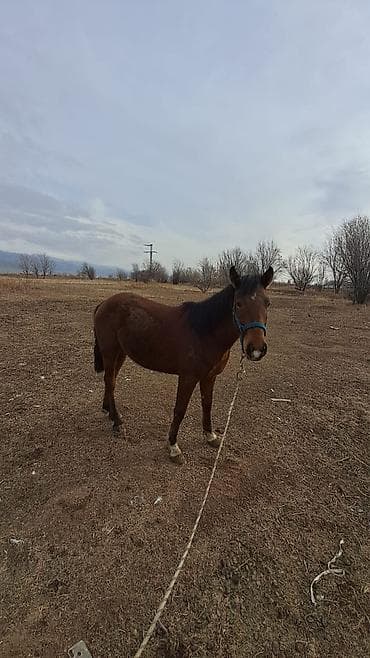 отпугиватель кошек: Продаю | Конь (самец) | Рабочий — 2