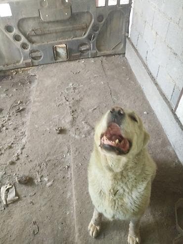 Собаки: Собака даром: Алабай, 5 лет, Самец — 1
