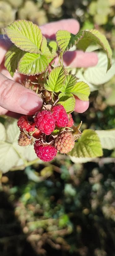 продаю коз: Малина Оптом — 6