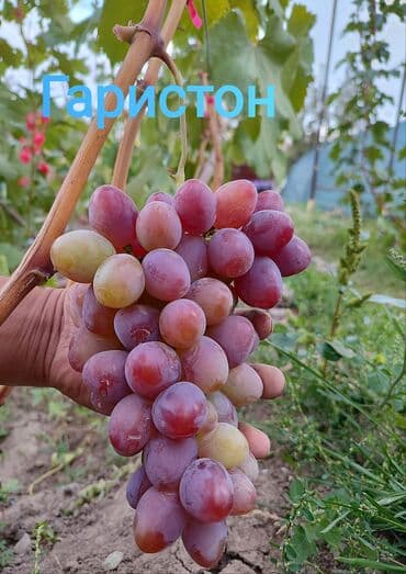 оптом овощи и фрукты: 2-летние саженцы винограда. Все сорта винограда на фото исключительно — 2