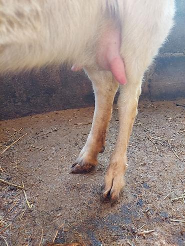 ветеринар чолпон ата: Сатам | Эчки (ургаачы) | Заанен | Сүт алуу үчүн — 5