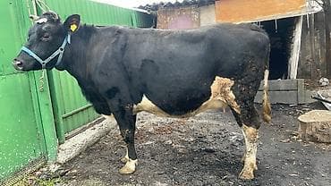 Продаю | Корова (самка) | Полукровка | Для молока at lalafo.kg Продаю | Корова (самка) | Полукровка | Для молока