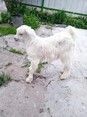 ит бишкек: Сатам | Эчки (ургаачы) | Сүт алуу үчүн — 3