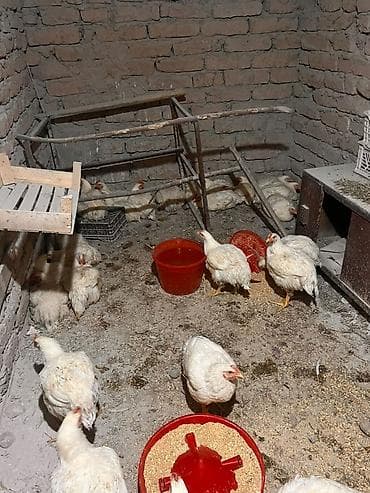 индюк бролерный: Продаю | Куры, Цыплята | Бройлерная | На забой — 3