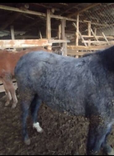 немецкая овчарка продажа: Продаю | Кобыла (самка) | На забой | Племенные — 3