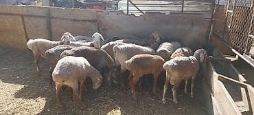 продажа собак в бишкеке: Продаю | Овца (самка) | На забой — 6
