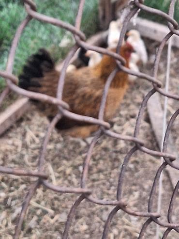 кошка жалал абад: Сатам | Тооктор | Үй | Көбөйтүү үчүн — 1