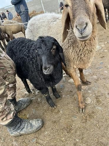 гусиные яйцо: Продаю | Овца (самка), Ягненок | Для разведения — 3