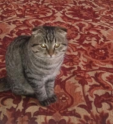 коты мейкун: Скотиш Фолд (Шотландская вислоухая), 8 месяцев, Мальчик, Серый, Приучена к лотку, Проглистована, С прививками — 1