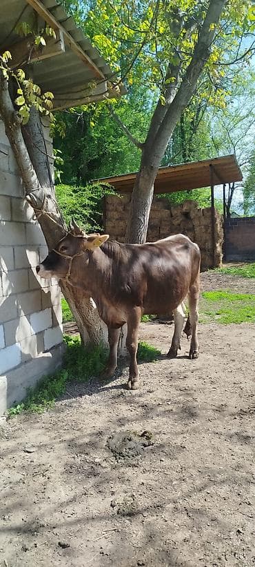 Продаю | Корова (самка) | Для молока | Привязанные