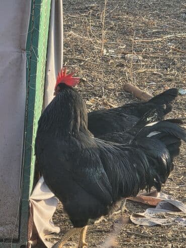 белый леггорн: Продаю | Петух | Для разведения — 3