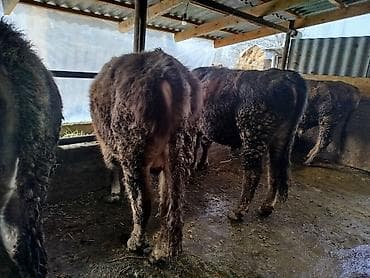 Услуги ветеринара: Продаю | Бык (самец) — 6