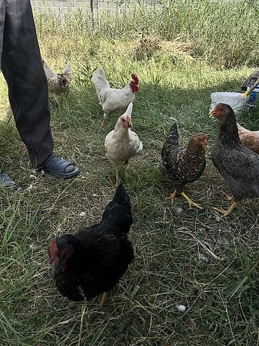 Продаю срочно 2 петушка и 5 куриц для домашнего разведения. Цена 5000 at lalafo.kg Продаю срочно 2 петушка и 5 куриц для домашнего разведения. Цена 5000
