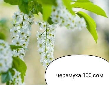 работа охран: Саженцы цветка: Самовывоз — 2
