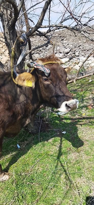 поилки для коров: Продаю | Корова (самка) | Для молока | Привязанные — 1