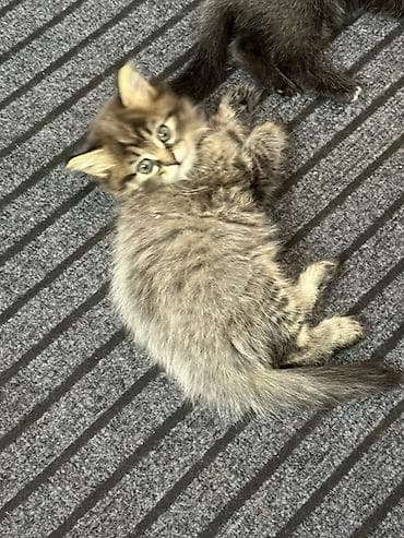 бенгалы котята: Котята, помёт разноокрасочный. - Возраст: примерно 1,5–2 месяца (по — 2