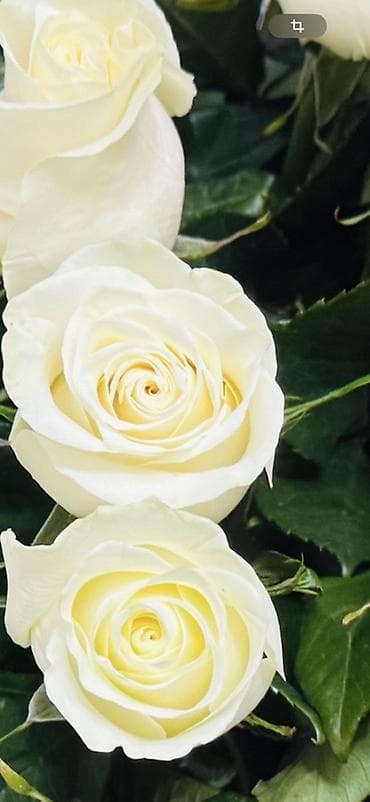 Букет из белых роз - Классические белые розы крупного бутона с мягким