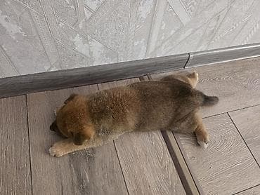 померамский щенок: Сиба-ину, 1 месяц, Самец, С прививкой, С родословной — 5