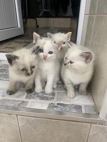 кошки шотландские: Продаю котят Скотти- страйк с голубыми глазами и дымчатыми — 3