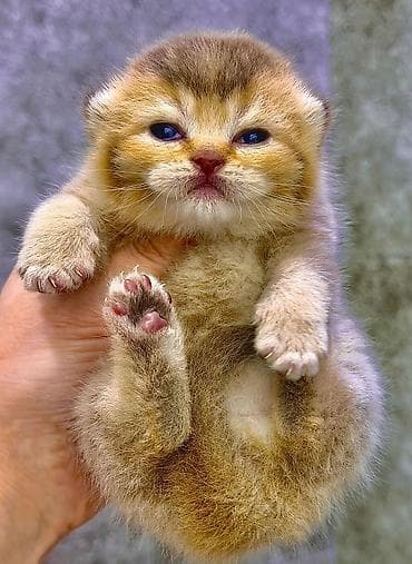 сколько стоят сфинксы кошки: Породистые котята ДОРОГО!!! порода Шотландцы на фото Лиловый золотой — 6