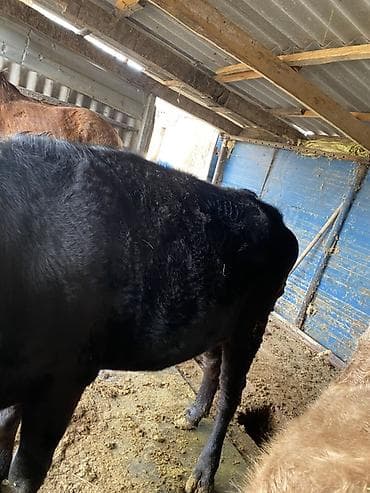корова алатау: Продаю | Корова (самка) | На забой, На откорм — 6
