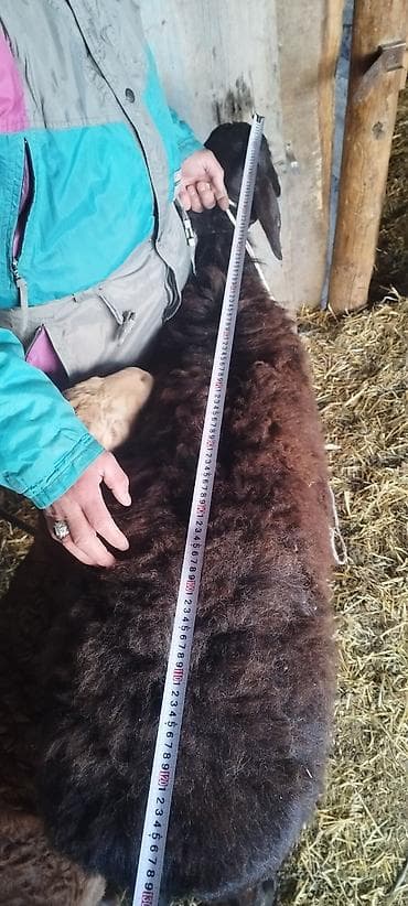 кочкор афган: Арашан 2 тиш кой козусу менен Козу линия бульдозер Ургаачы. Бир — 5