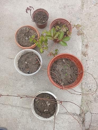 уксусное дерево: Продаю Виноград 'Вичи'. 2 фото комбо 6 горшок за 1000с 3 фото — 2