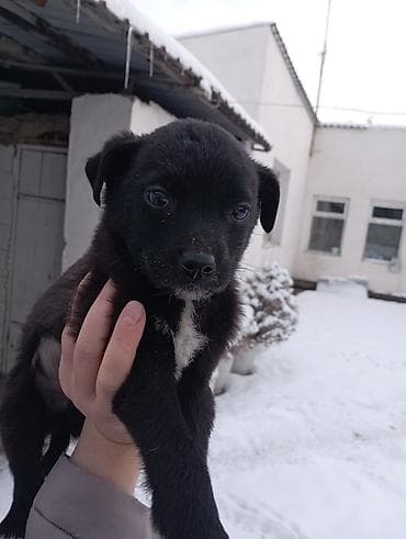 чихуа чихуа: Звоночки . 2.5 месяца. вырастут небольшого роста . бесплатно — 5