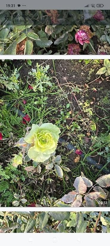 яблоки груши и сливы: Плодовые саженцы и розы для сада - Ассортимент: яблоня, груша, слива — 9